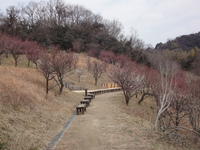 金沢自然公園の梅林