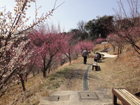 金沢自然公園梅林（５）